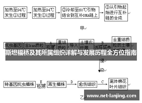 斯坦福桥及其所属组织详解与发展历程全方位指南